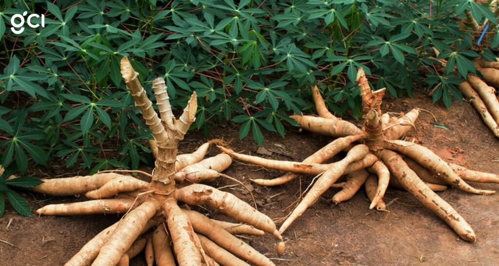 7 Jenis Jenis Singkong yang Paling Banyak Digunakan di Indonesia