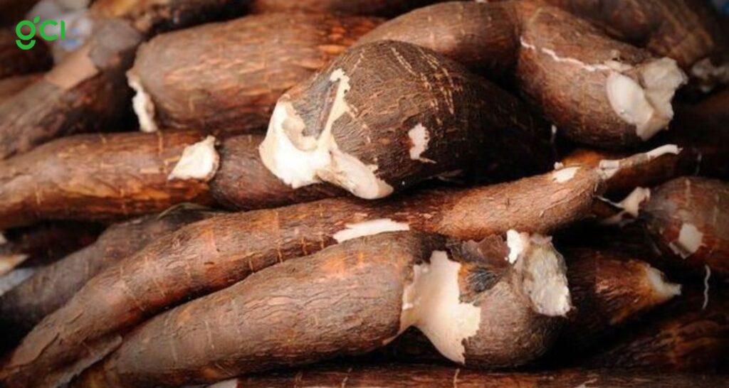 Tips Memilih Singkong yang Bagus untuk Konsumsi dan Kebutuhan Bisnis