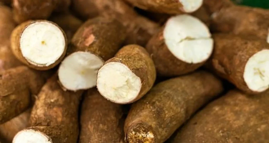 Distributor Tapioka Cikarang – Green Cassava Indonesia