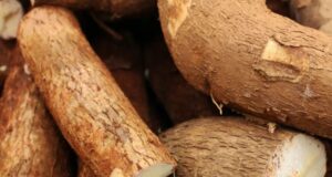 Jangan Sampai Salah! Ini Perbedaan Singkong Biasa dan Singkong Mentega