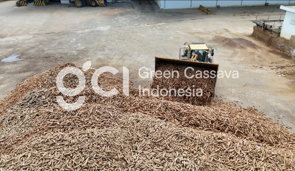 green cassava indonesia