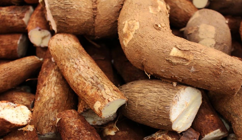 perbedaan singkong karet dan singkong konsumsi dari kandungan hingga fungsi