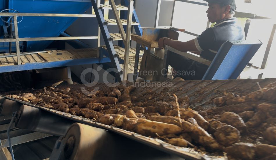 dampak impor tapioka murah terhadap petani singkong lokal