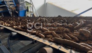 Harga Tapioka Naik, Apakah Bisnis F&B Akan Ikut Naik Harga?