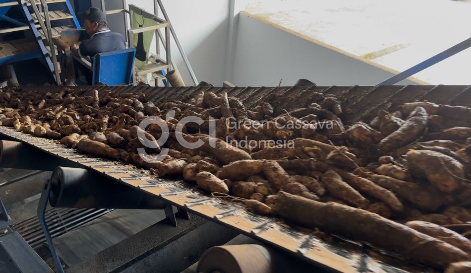 distributor tepung tapioka semarang – green cassava indonesia