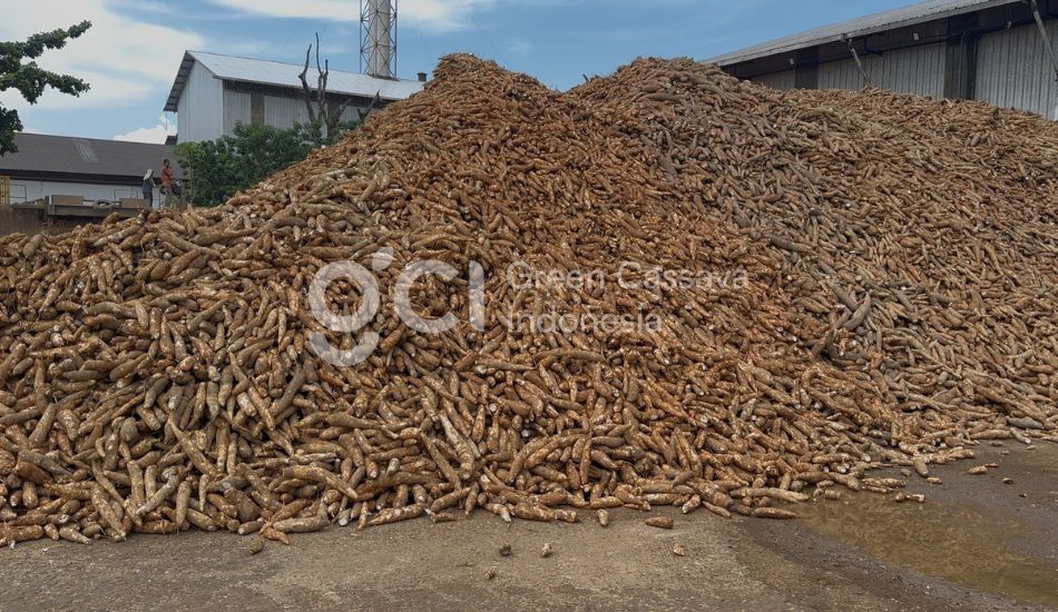 harga tapioka naik 2026 apa penyebabnya dan dampaknya untuk industri makanan