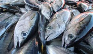 Ikan Laut: Jenis yang Populer, Manfaat, dan Tips Memilih yang Segar