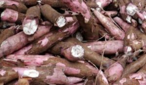 Cara Mengolah Singkong Kulit Merah Agar Empuk dan Tidak Pahit
