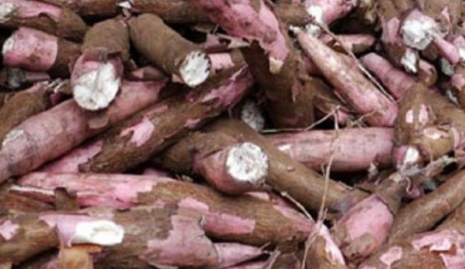 cara mengolah singkong kulit merah agar empuk dan tidak pahit