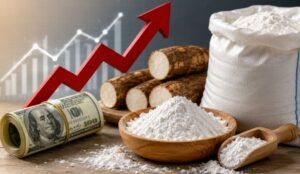 Dampak Dolar Yang Semakin Naik Terhadap Tapioka