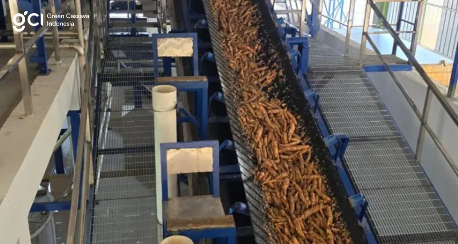 distributor tepung tapioka terbesar green cassava indonesia